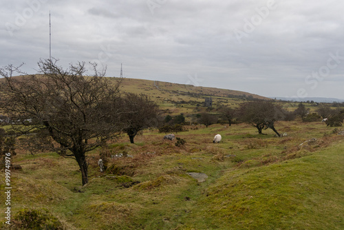 Minions on Bodmin Moor and Wheal Jenkin tin mine in the distance with Kit Hill transmitter mast.  Sheep grazing in the picture 
