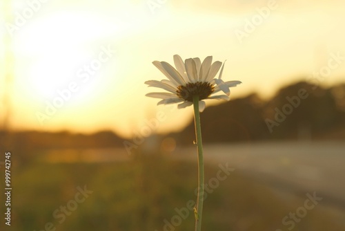 Summerflower, daisy. photo