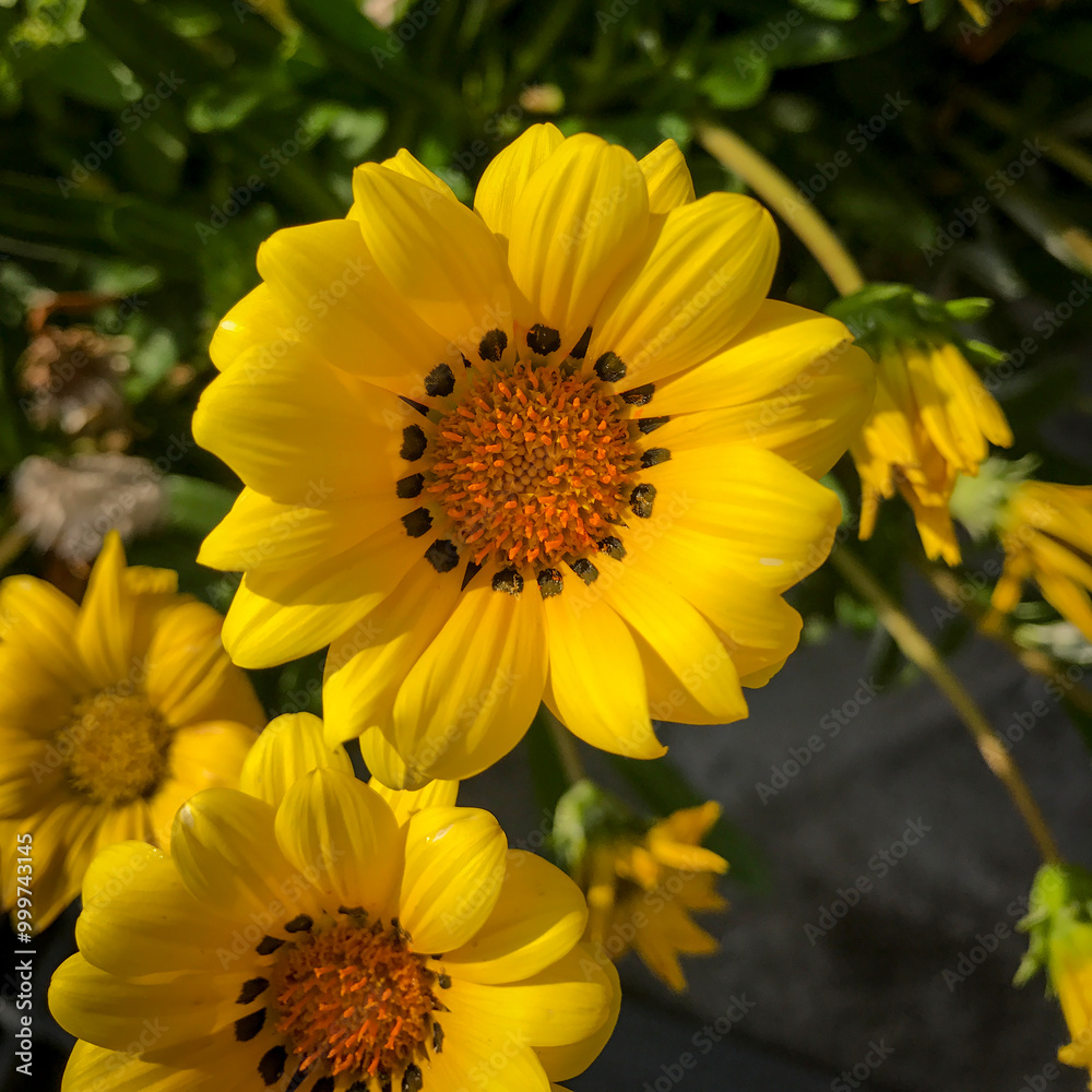 Treasure flower or Gazania Rigens, a beautiful bright yellow-colored flower Treasure flower or Gazania Rigens, a beautiful bright yellow-colored flower