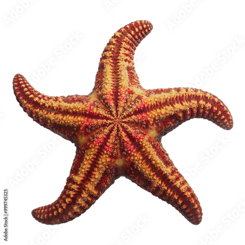 Highly detailed close-up of a textured starfish isolated on transparent background photo