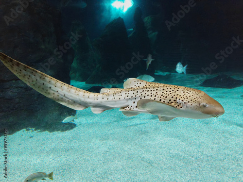 The leopard shark (Triakis semifasciata) photographed in aquarium in Lanzarote