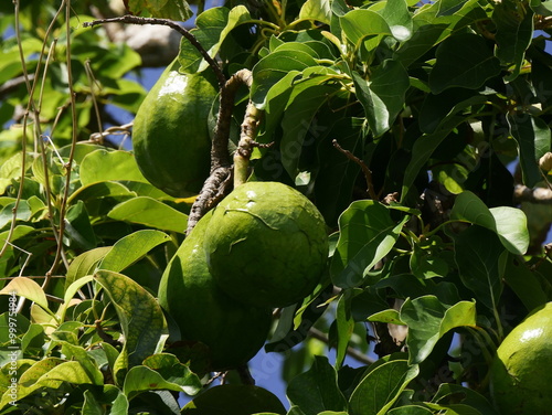 Avocado fruit in the tree in august in guadeloupe. Avocado culture in caribbean island , Persea americana berry close up, low angle view photo