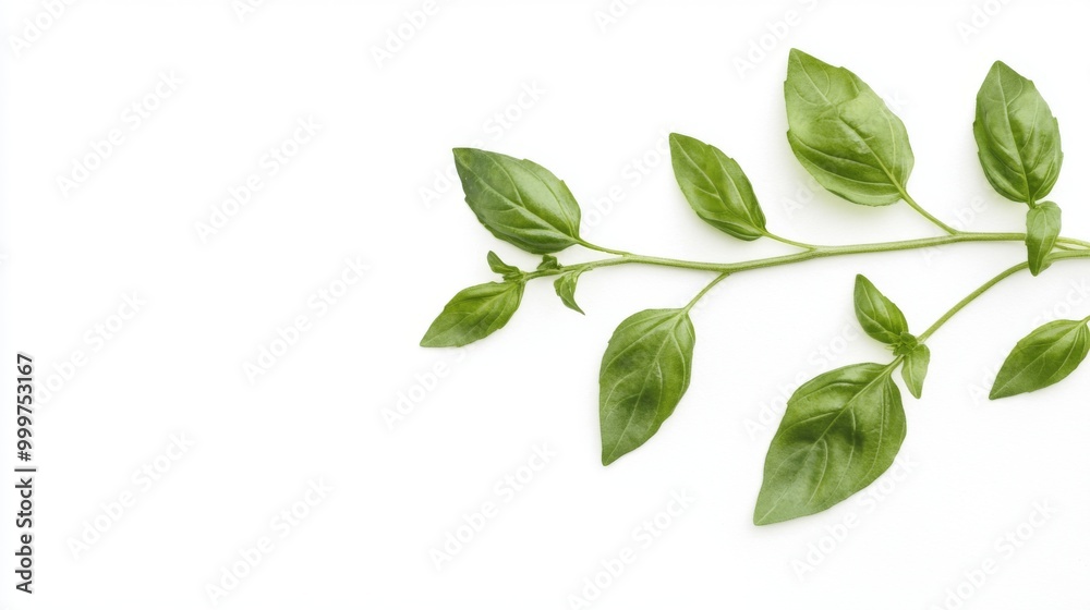 Basil Leaf Illustration, Detailed watercolor depiction of a basil leaf, highlighting its culinary uses and aesthetic appeal, set against a pure white background for emphasis. Basil Leaf Illustration, Detailed watercolor depiction of a basil leaf, highlighting its culinary uses and aesthetic appeal, set against a pure white background for emphasis.