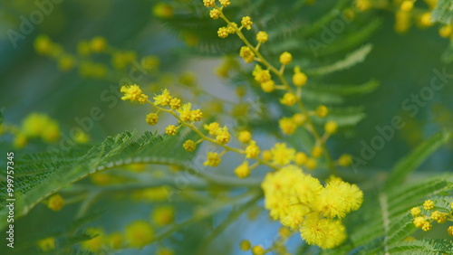 Spring Is Coming. Acacia Dealbata Or Mimosa Tree Is A Symbol Of Happy Womens Day. 8 March Women Day. Close up. photo