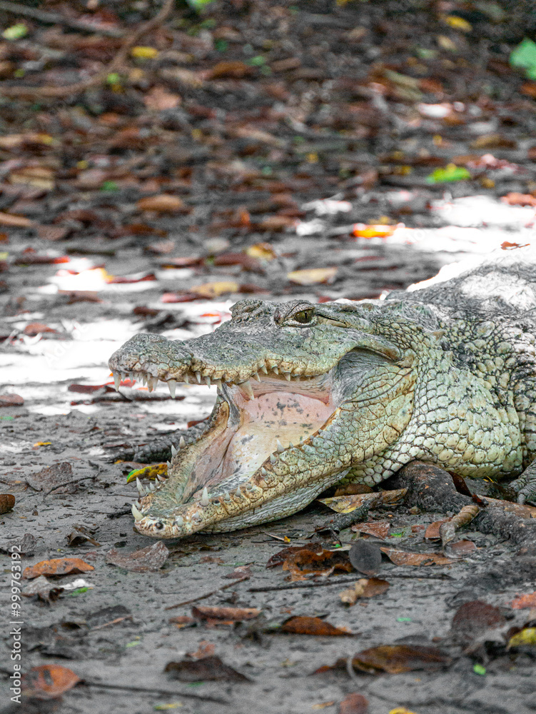 Obraz premium Crocodile cooling off with open jaws at Kachikally Crocodile Pool in Bakau, Gambia - Portrait Shot