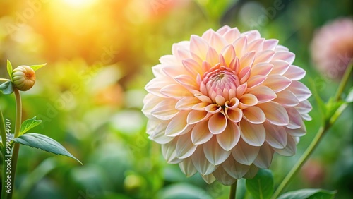 Graceful dahlia flower in lush greenery photo