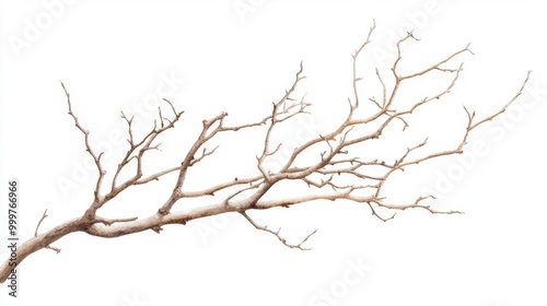 Elegant dry tree branch watercolor illustration, hand-drawn botanical graphic showcasing a beautiful curved branch, isolated on white, perfect for natural decor themes.