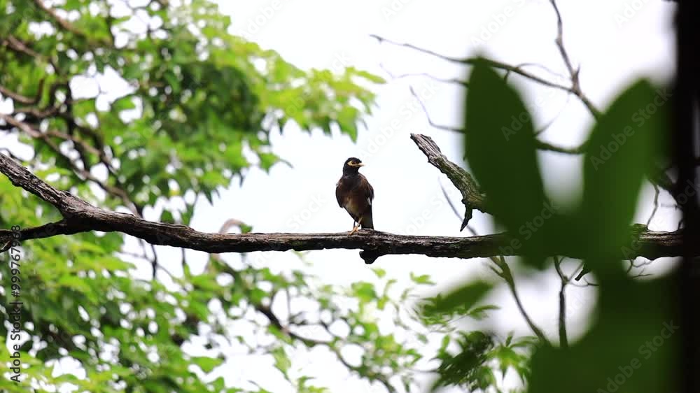 Common myna, Acridotheres tristis, perching on a tree trunk in forest park, a large, black-and-brown myna with white wing patches, yellow bill, and yellow legs Common myna, Acridotheres tristis, perching on a tree trunk in forest park, a large, black-and-brown myna with white wing patches, yellow bill, and yellow legs