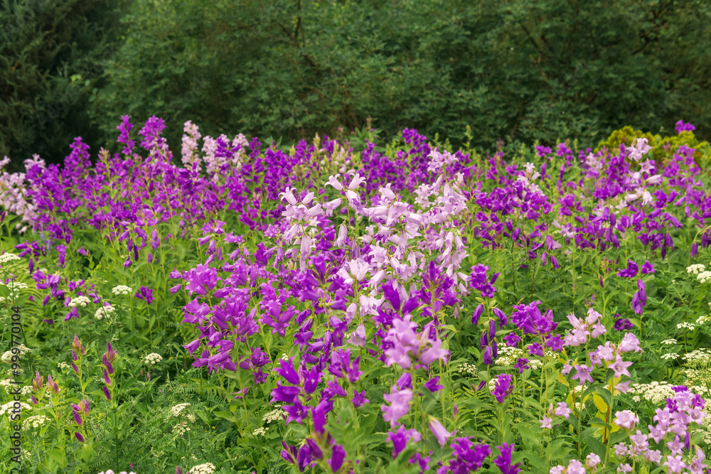 landscape, field of purple bells on forest edge close up landscape, field of purple bells on forest edge close up