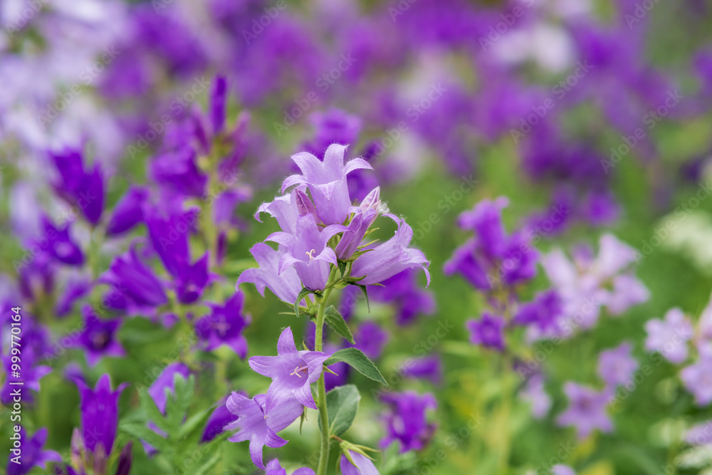 beautiful purple bell flowers close-up on blurred natural background beautiful purple bell flowers close-up on blurred natural background