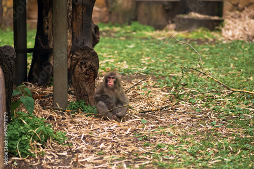 macaque monkey resting in zoo enclosure photo