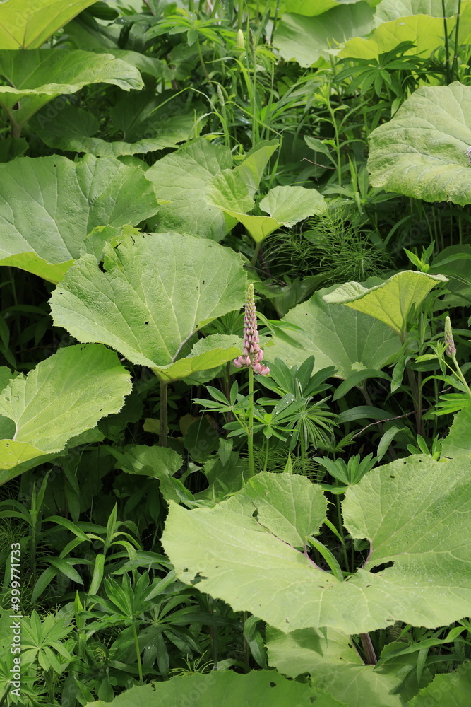 Fototapeta premium young lupine and butterbur