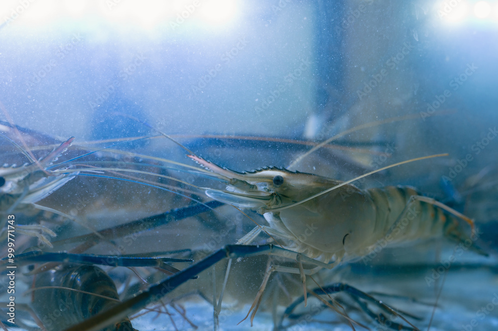 Fresh River shrimp or river prawn, giant river shrimp in tank.