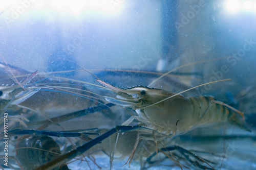 Obraz na płótnie Fresh River shrimp or river prawn, giant river shrimp in tank. w salonie