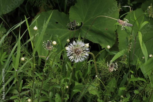 Dandelion pappi photo