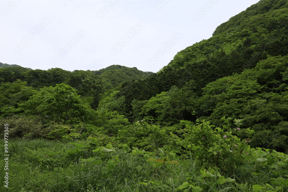 Green forest Green forest