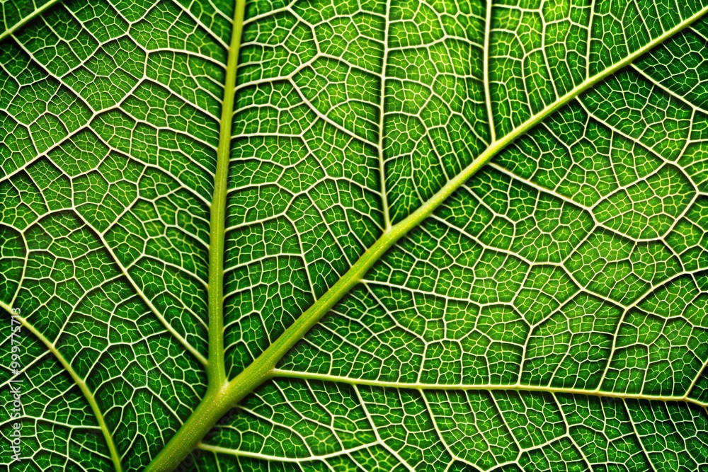 Close-up of green leaf showing intricate vein network Close-up of green leaf showing intricate vein network