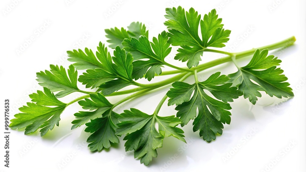 Green leaves of parsley isolated on white background with high angle Green leaves of parsley isolated on white background with high angle