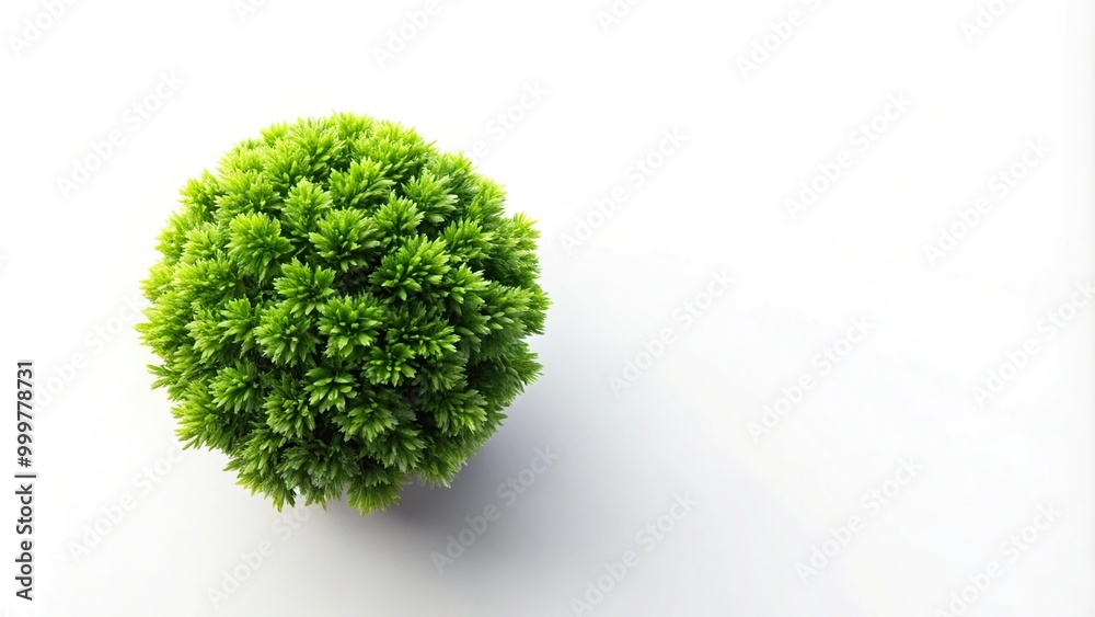 Fototapeta premium Green plant isolated on white background Aerial