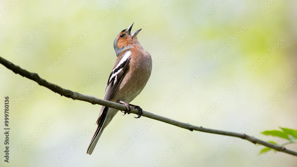 Fototapeta premium red backed shrike
