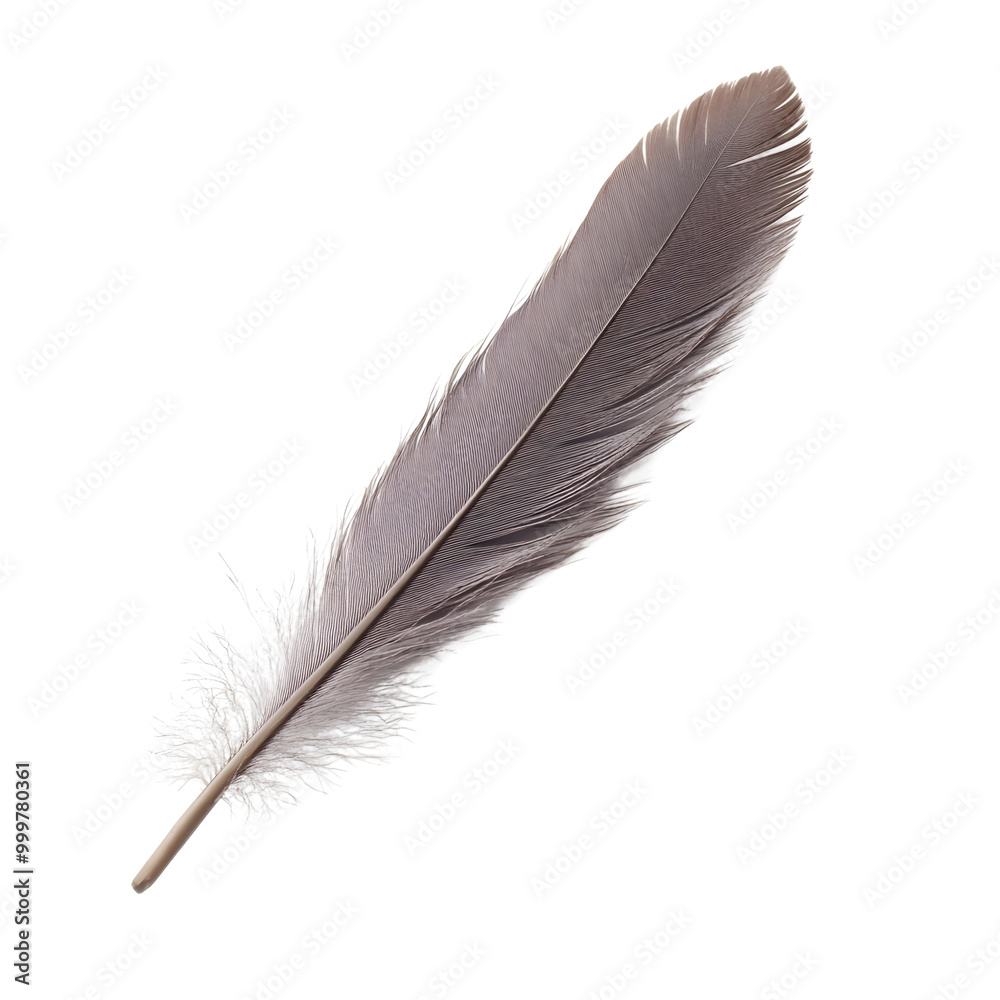 A delicate, gray feather resting A delicate, gray feather resting