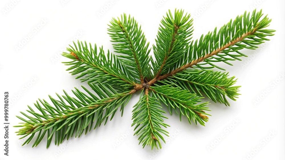 Green spruce pine branch isolated on white background top view Green spruce pine branch isolated on white background top view