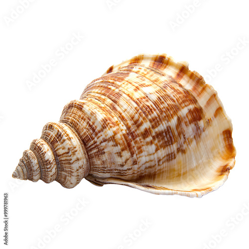 A detailed, spiral shell with cream and brown pattern