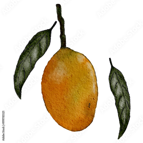 Hand draw marian plum fruit on watercolor texture. watercolor illustration isolated element