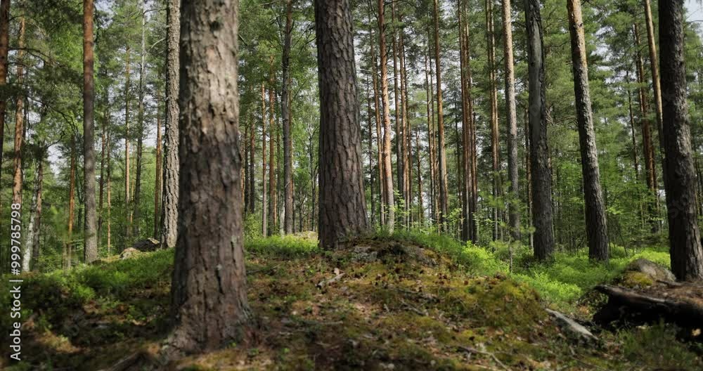 Aerial View of the Forest in Finland. Beautiful nature of Finland. Aerial View of the Forest in Finland. Beautiful nature of Finland.