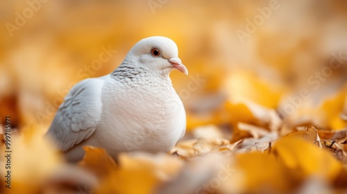 A close-up view of a white dove resting peacefully among autumn leaves, capturing the essence of tranquility, nature, and the changing season in a single serene moment.