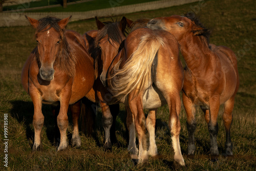 familia de caballos pastando juntos al sol