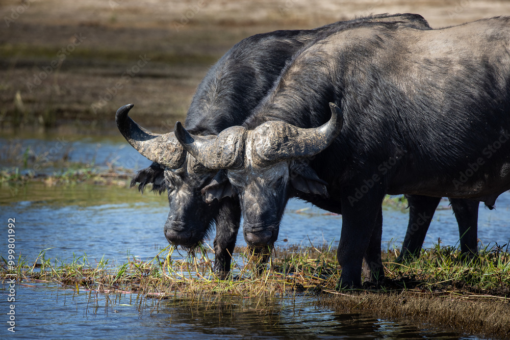 Obraz premium The African water buffalo, also known simply as the African buffalo or Cape buffalo, is one of the most formidable and powerful animals found on the continent. Known for its strength.