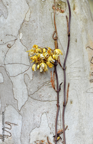 Photography Yellow flowers of the rare Australian native saprophytic climbing orchid, Erythrorchis cassythoides, family Orchidaceae, growing on scribbly gum in Sydney woodland
