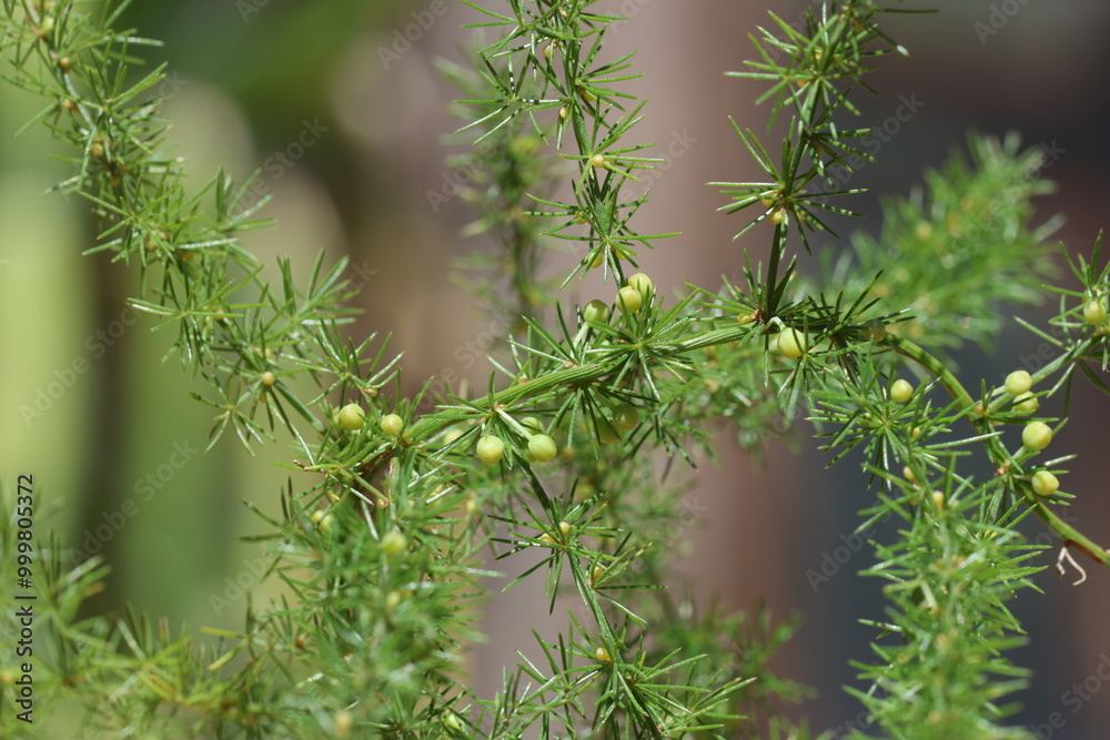 Asparagus acutifolius is an evergreen perennial plant belonging to the genus Asparagus Asparagus acutifolius is an evergreen perennial plant belonging to the genus Asparagus