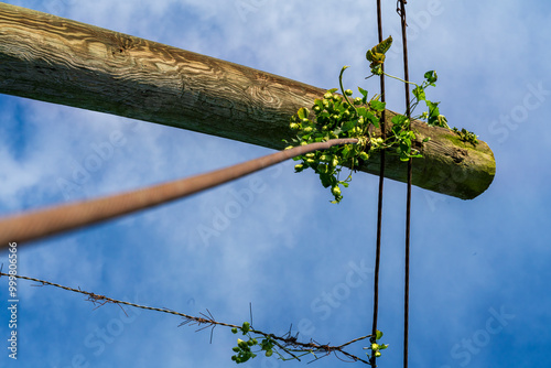 Remaining green Hops after harvest phase hanging in the air between the steel wires photo