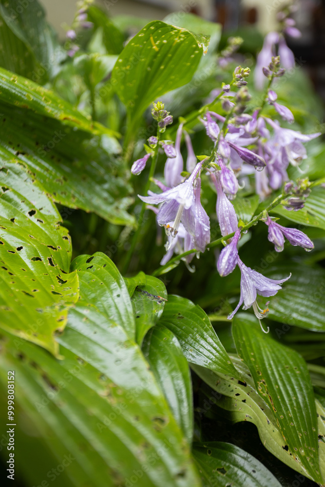 Obraz premium Blooming Hosta with damage leaves. Diseases of the garden plants. Selective focus.