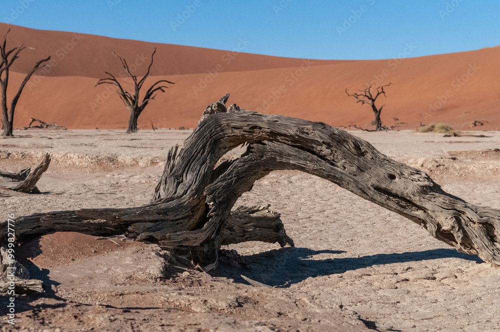 Landscape shot of the iconic dead trees of the Namibian deadvlei area. Landscape shot of the iconic dead trees of the Namibian deadvlei area.