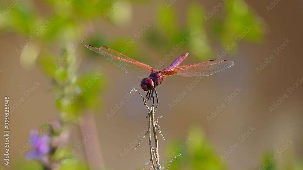 Dragonfly perched on a thin branch, with transparent wings and a vibrant-colored body. The image highlights the delicacy and beauty of this insect in its natural environment. Dragonfly perched on a thin branch, with transparent wings and a vibrant-colored body. The image highlights the delicacy and beauty of this insect in its natural environment.
