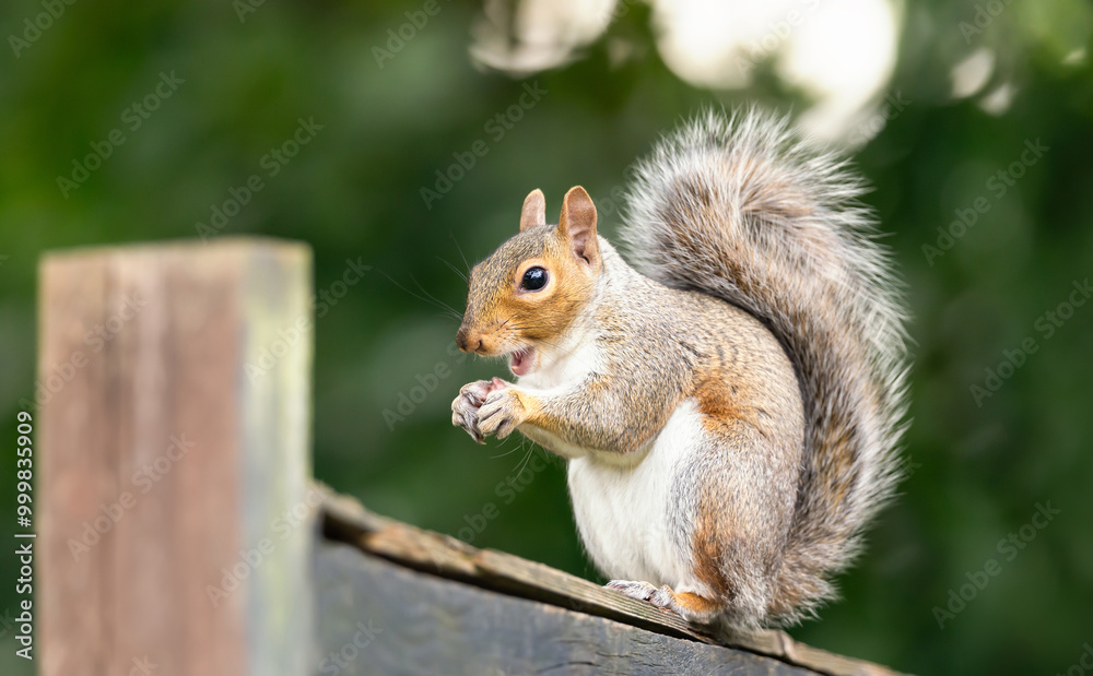 Portrait of a cute grey squirrel eating nuts on a garden fence Portrait of a cute grey squirrel eating nuts on a garden fence