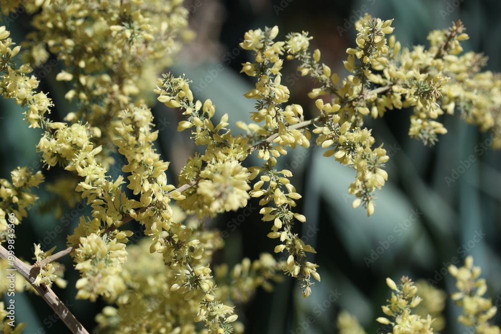 Asparagus acutifolius is an evergreen perennial plant belonging to the genus Asparagus Asparagus acutifolius is an evergreen perennial plant belonging to the genus Asparagus