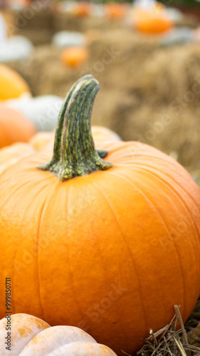 Witness the Beauty of Vibrant Autumn Pumpkins Displayed in a Rustic and Inviting Setting