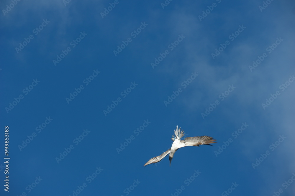 A graceful bird soars above the vibrant blue sky near Santa Cruz Pier in the Galapagos Islands during a sunny day A graceful bird soars above the vibrant blue sky near Santa Cruz Pier in the Galapagos Islands during a sunny day