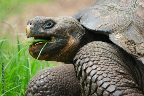 Giant tortoise grazing on lush grass at El Chato Ranch in the Galapagos Islands, showcasing its unique features and habitat