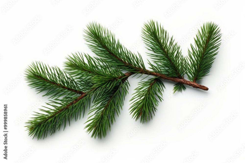 Naklejka premium Single spruce branch with needles and cones beautifully displayed on a white background