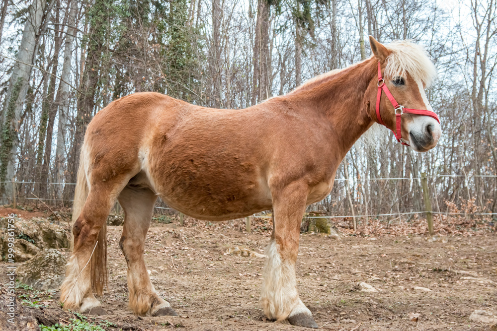 Obraz premium Close up shots of horse in Austria.