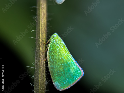 Close up of green planthopper  photo