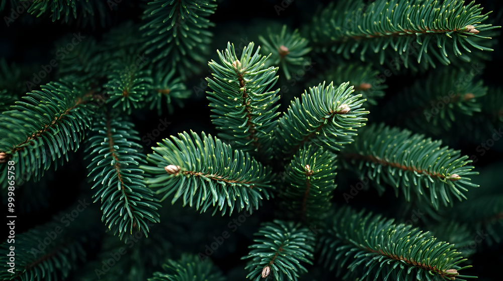 Obraz premium Green Pine Tree Branches Close Up Macro Photography