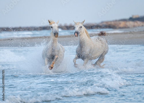 Chevaux de Camargue