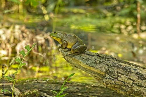 A frog at the olympic games