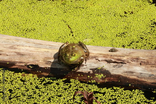 Frog who say Hello what do you want ?